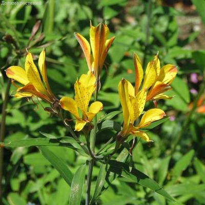 Альстромерия Свит Лаура - Dolinasad.by