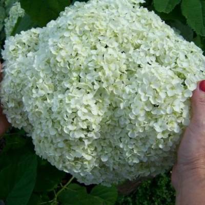 Гортензия древовидная Баунти, С2 - Dolinasad.by