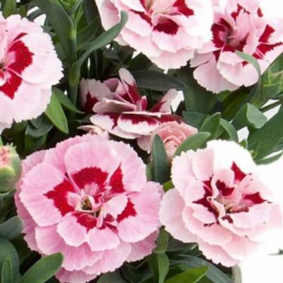 Гвоздика Оскар Пинк Стар - Dolinasad.by