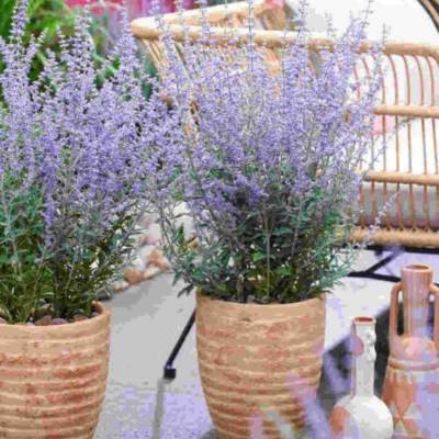 Перовския лебедолистная Прайм Тайм - Dolinasad.by