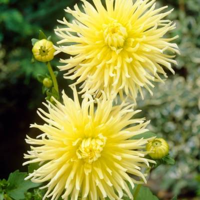 Георгина Еллоу Стар - Dolinasad.by