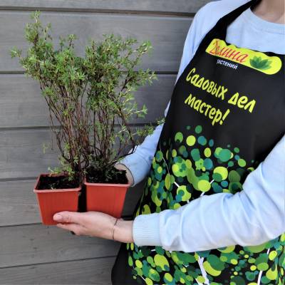 Лапчатка кустарниковая Сансет, С3 - Dolinasad.by
