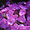 Флокс метельчатый Флейм Про Виолет Шарм , С1,5 фото