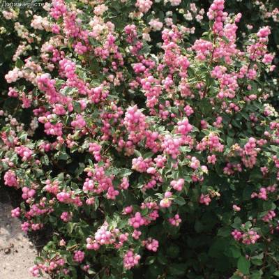 Снежноягодник  Мазер оф Перл, С3 - Dolinasad.by