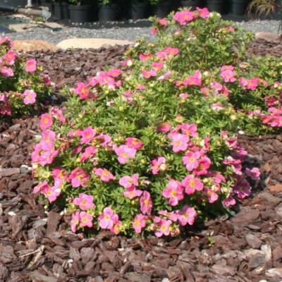 Лапчатка Белла Роза, С3 - Dolinasad.by