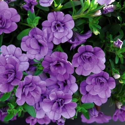 Калибрахоа Алоха Дабл Лавендер - Dolinasad.by