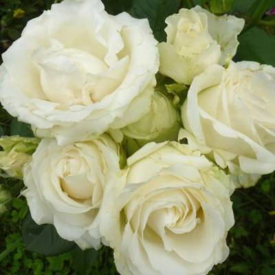 Роза Аваланч в горшке - Dolinasad.by