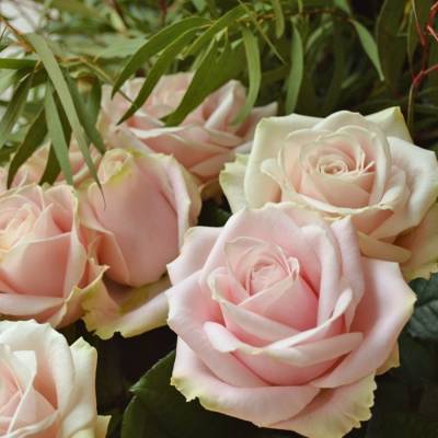 Роза Свит Аваланш в горшке - Dolinasad.by