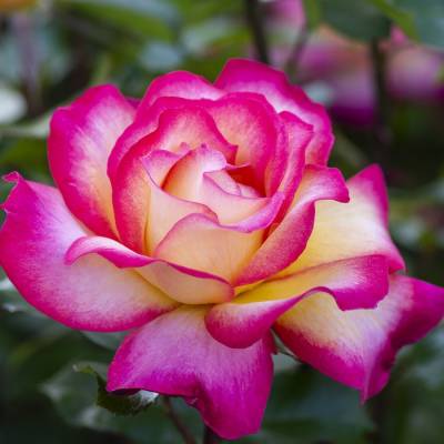 Роза штамбовая Рэинбов Сорбет - Dolinasad.by