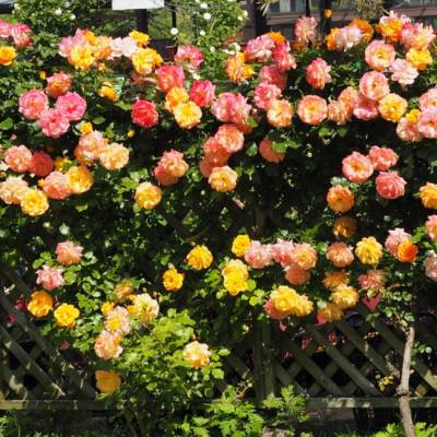 Плетистые розы Микс 3 шт. по цене 2! фото