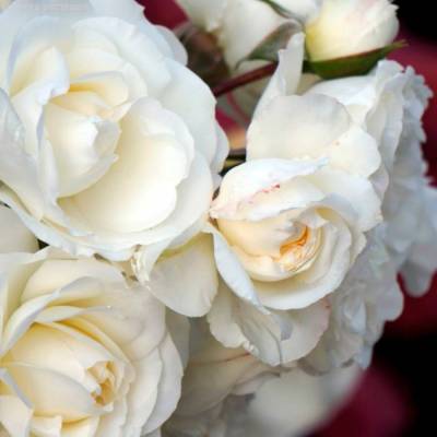 Роза Корснода - Dolinasad.by