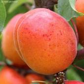 Абрикос Венгерский - Dolinasad.by