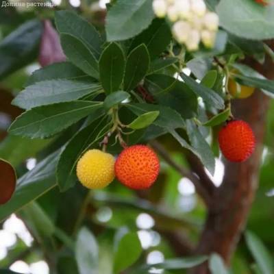 Земляничное дерево Кобра - Dolinasad.by