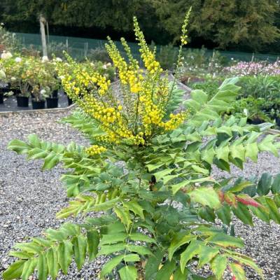 Магония Винтер Сан Магония Винтер Сан - Dolinasad.by