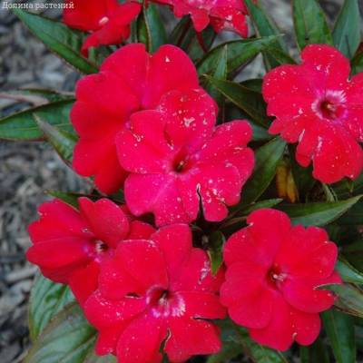 Бальзамин новогвинейский Магнум Дарк Ред - Dolinasad.by
