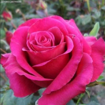 Роза Бабкина в горшке - Dolinasad.by