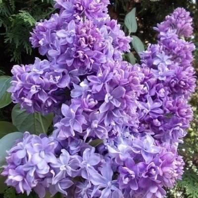 Сирень обыкновенная Надежда, С3 - Dolinasad.by