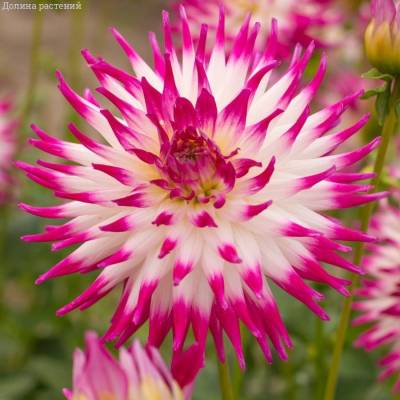 Георгина Датч Эксплоужн - Dolinasad.by