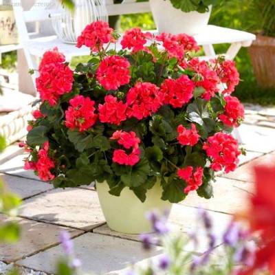 Пеларгония зональная Саванна Пунч - Dolinasad.by