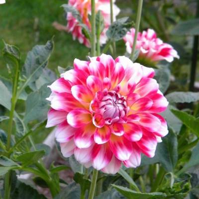 Георгина Хавайи - Dolinasad.by