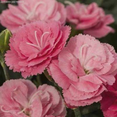 Гвоздика Свит Плеже Салмон - Dolinasad.by