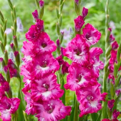 Гладиолус Наблус - Dolinasad.by