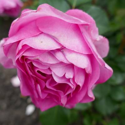 Роза штамбовая Милева - Dolinasad.by