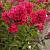 Флокс метельчатый Старфайер , P11 фото