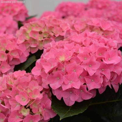 Гортензия крупнолистная Джип Пинк - Dolinasad.by