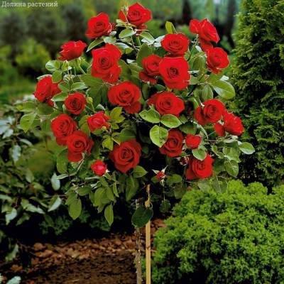 Роза штамбовая Гранд Гала - Dolinasad.by