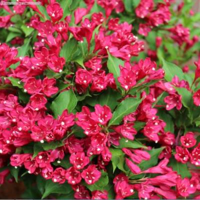 Вейгелла Нью Порт Рэд, С3 - Dolinasad.by