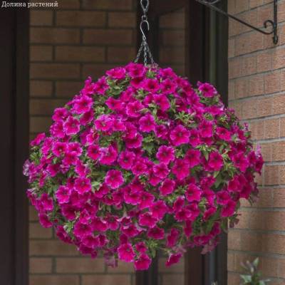 Петуния Престо Хот Роуз Пинк - Dolinasad.by