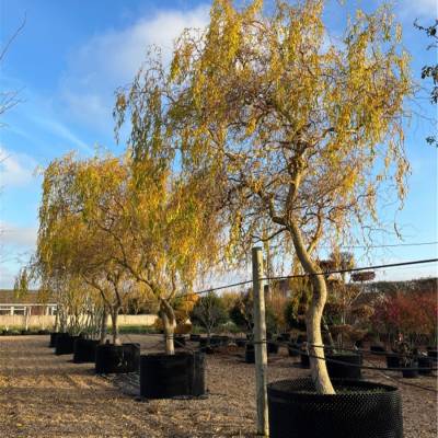 Ива Эритрофлексуоза, С3 - Dolinasad.by