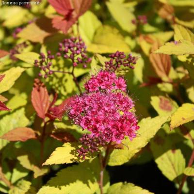 Спирея японская Голден Джек С1,5 - Dolinasad.by