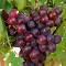 Виноград Кардинал - Dolinasad.by
