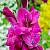 Гладиолус Фиделио - Dolinasad.by