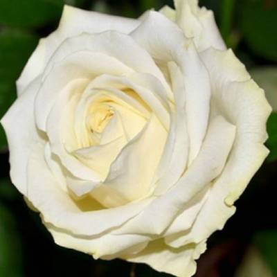 Роза Аваланч в горшке - Dolinasad.by