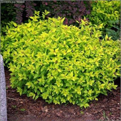 Спирея Зен Спирит Голд, С2 - Dolinasad.by