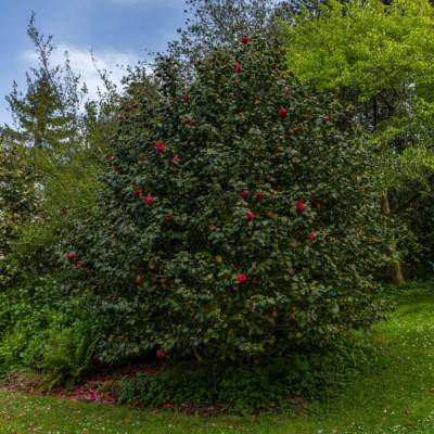 Камелия японская Маргерита Колеони - Dolinasad.by