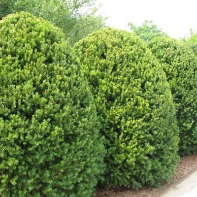 Тис средний Хикси, С3 - Dolinasad.by