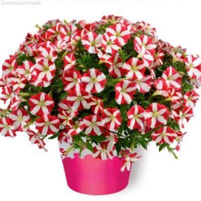 Петуния Аморе Кинг оф Хартс - Dolinasad.by