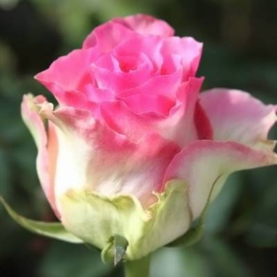 Роза Малибу в горшке - Dolinasad.by