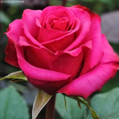 Роза Равель в горшке - Dolinasad.by