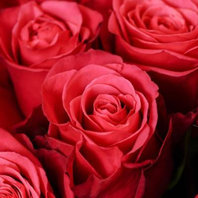 Роза Черри О - Dolinasad.by