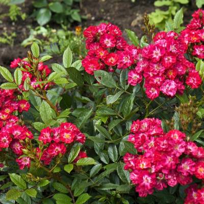 Роза Иониум в горшке - Dolinasad.by