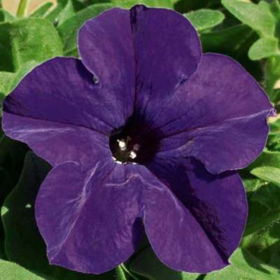 Петуния Альпетуния Блю - Dolinasad.by