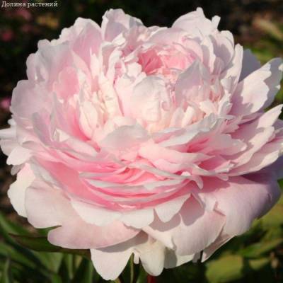 Пион Альберт Круссе - Dolinasad.by