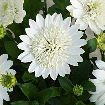 Остеоспермум 3Д Нанук - Dolinasad.by