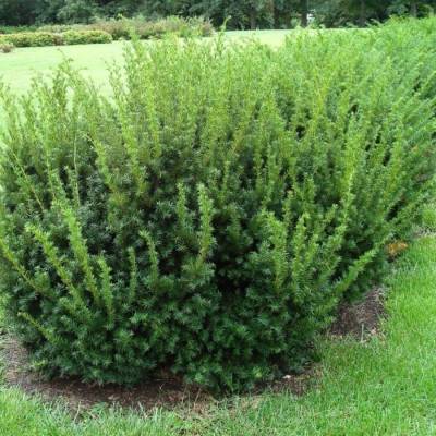 Тиc средний Дензиформис, С3 - Dolinasad.by