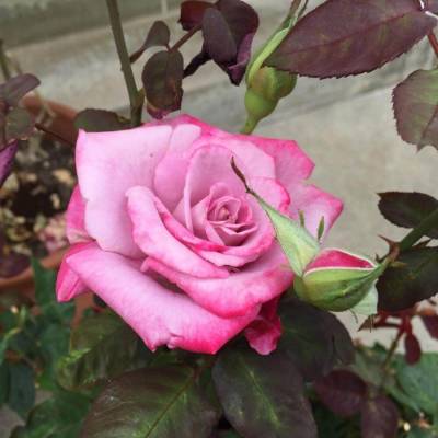 Роза Парадайз в горшке - Dolinasad.by